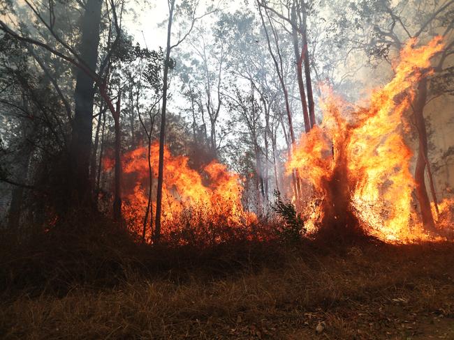 Firefighters battle bushfires in Busbys Flat, northern NSW, Wednesday, October 9, 2019. (AAP Image/Jason O'Brien)