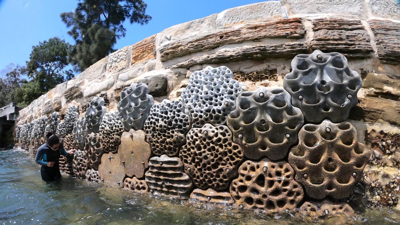 Sawmillers Reserve living seawall shortly after installation. Picture: Alex Goad