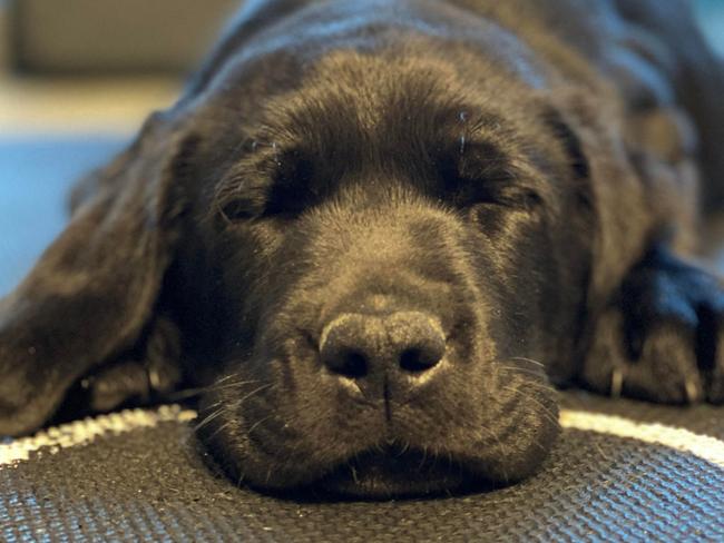 This undated image courtesy of Canine Companions for Independence shows an 8-week-old black retriever puppy resting after playing. - Dogs are well known for their keen ability to engage with subtle human cues, like following hand signals or immediately recognizing when someone is talking to them. But whether they are born with these talents, or learn over time by trial-and-error has remained a fuzzy area among scientists. A new study published on June 3, 2021, in Current Biology found that genetics play an outsized role in canines' interactive skills with people, and some start out life at a more advanced stage than others. (Photo by - / AFP) / RESTRICTED TO EDITORIAL USE - MANDATORY CREDIT "AFP PHOTO / Canine Companions for Independence" - NO MARKETING - NO ADVERTISING CAMPAIGNS - DISTRIBUTED AS A SERVICE TO CLIENTS / TO GO WITH AFP STORY by Issam AHMED, "Born social: Puppies' genes guide them in human interactions"