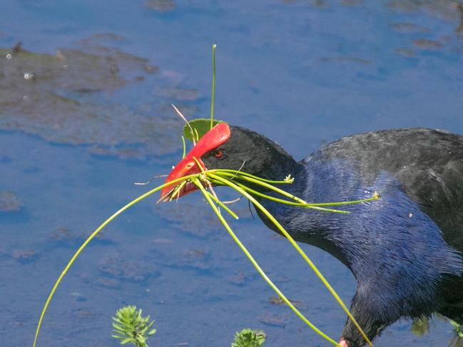 A purple swamp hen at the Warriewood Wetlands — a popular walking location where mosquitoes, carrying Ross River and Barmah Forest viruses, have been trapped. Picture: Nicoline Toepfer