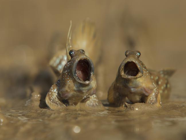 Two mudskippers raise their voices in Krabi, Thailand. Picture: Daniel Trim/Barcroft Images