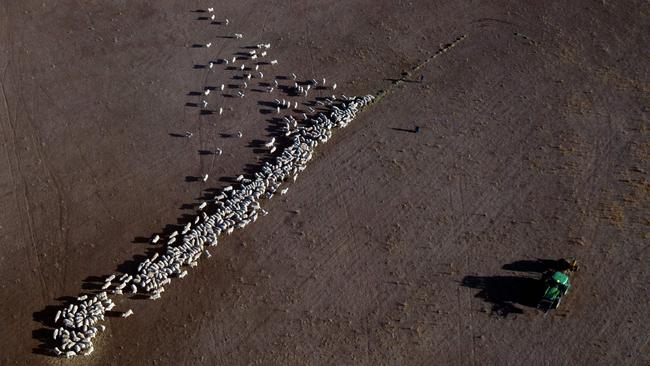 This aerial photo taken on August 7, 2018 shows cattle on a dry paddock in the drought-hit area of Quirindi in New South Wales. AFP Photo / Glenn Nicholls