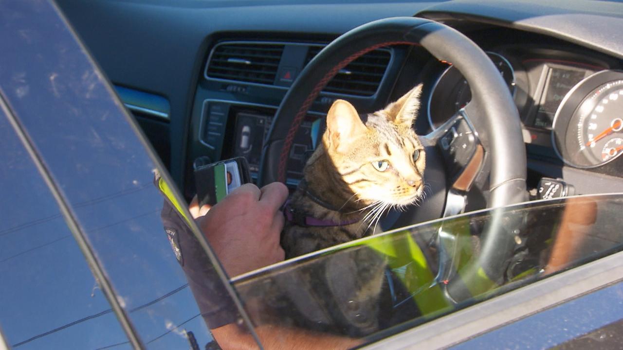 Cat sneaks into Victoria police officer's cruiser