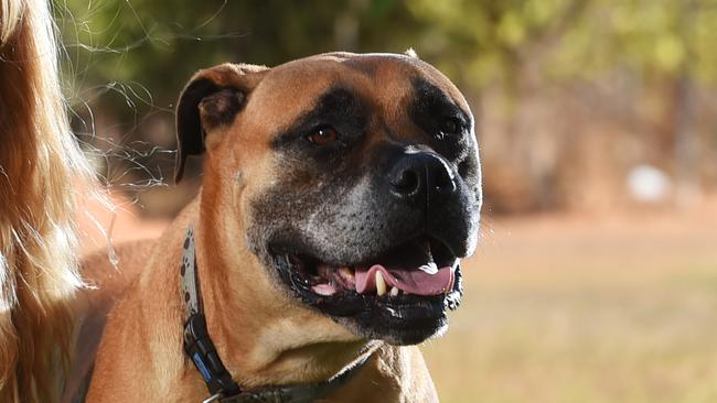 The dog which attacked a 10-year-old girl at a property in Berwick in Melbourne’s southeast, is believed to be a Russian bull mastiff.