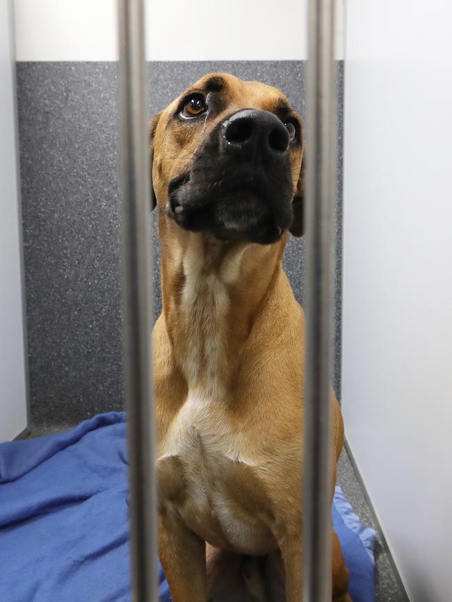 A stray brought into the centre after running away from fireworks. Picture Glenn Hampson