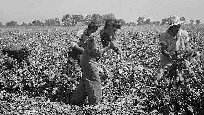 Mexican labourers harvesting sugar beets in California in 1943. Picture: Marjory Collins/Farm Security Administration