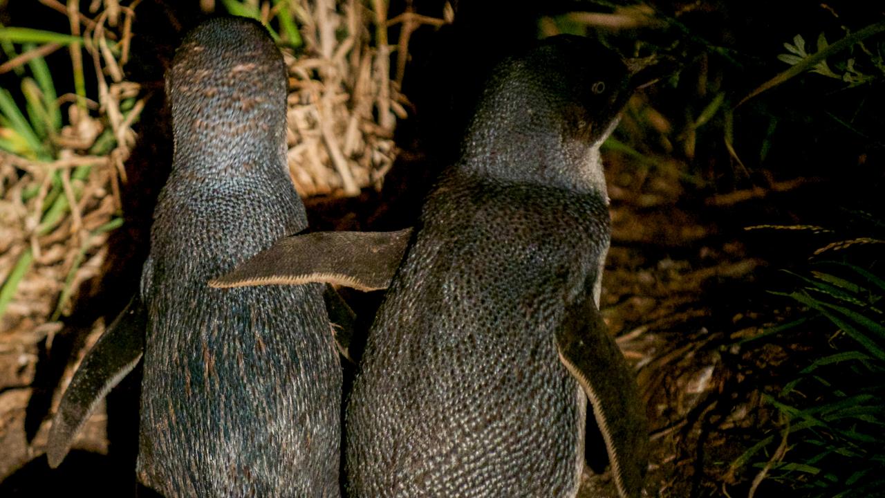 The penguins at Bicheno return to their families after a big day catching food in the ocean off Tasmania. Picture: Bicheno Penguin Tours