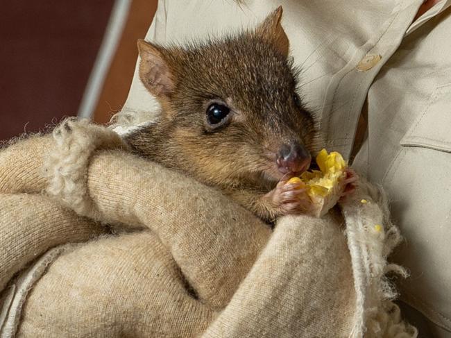 November 22, 2022: SA WEEKEND - Claire Hartvigsen-Power with the Bettong ÃRanmoÃ at Adelaide Zoo. Picture: Naomi Jellicoe