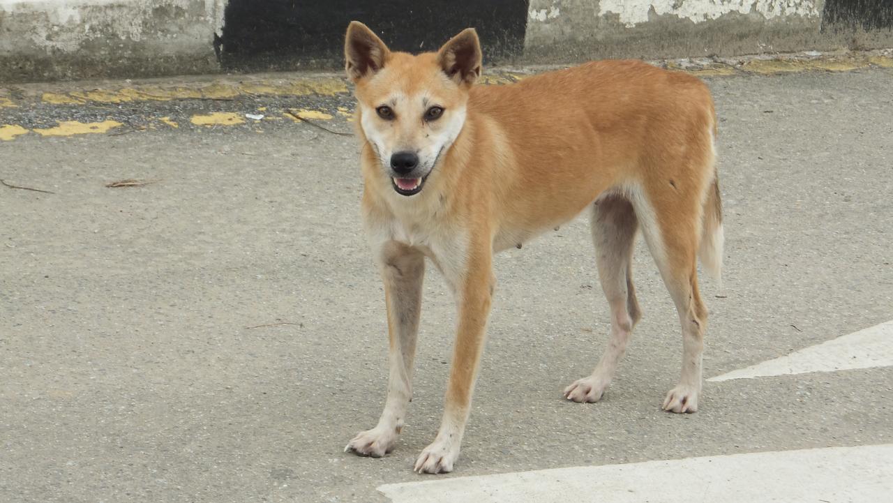 Australian dingo ‘an island-hopping blow-in from Borneo’ | The Australian