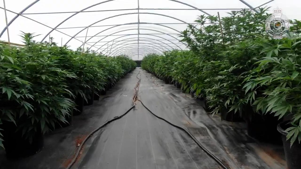 One of the greenhouses found in the Isis drug bust.