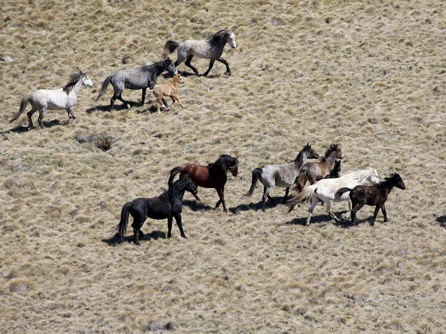 Wild brumbies roaming the Kosciuszko National Park. Picture: Stephen Cooper