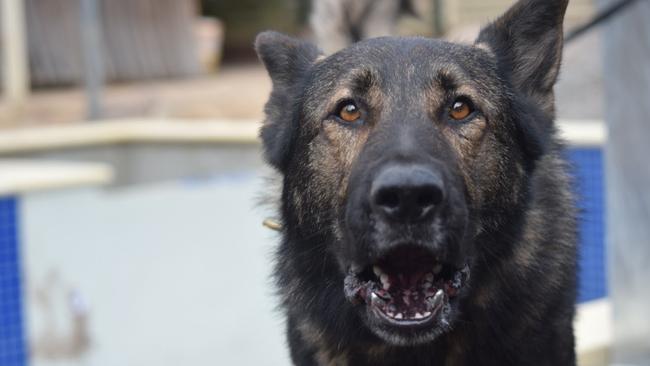 Police dog Ruger in action. Pic: SA Police