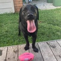 Gold Coast's cutest dogs: Billie. Submitted by Rose Argent.