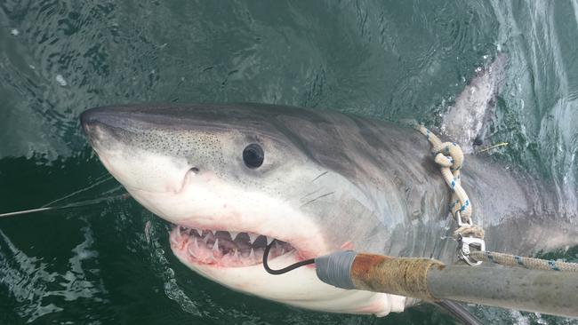 A 2.4m male white shark caught on a drumline at Evans Head earlier this month.