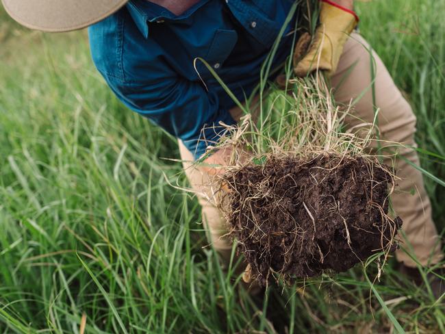 Leo Tompkins of Calico Pastoral Company at Gympie in Queensland uses regenerative farming practices with a strong focus on soil health and building carbon levels.