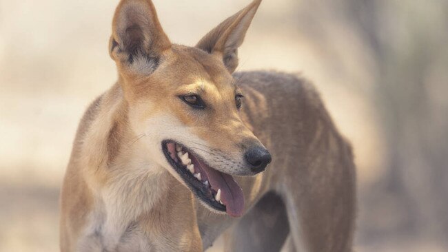 A wild dingo. Picture: University of Sunshine Coast