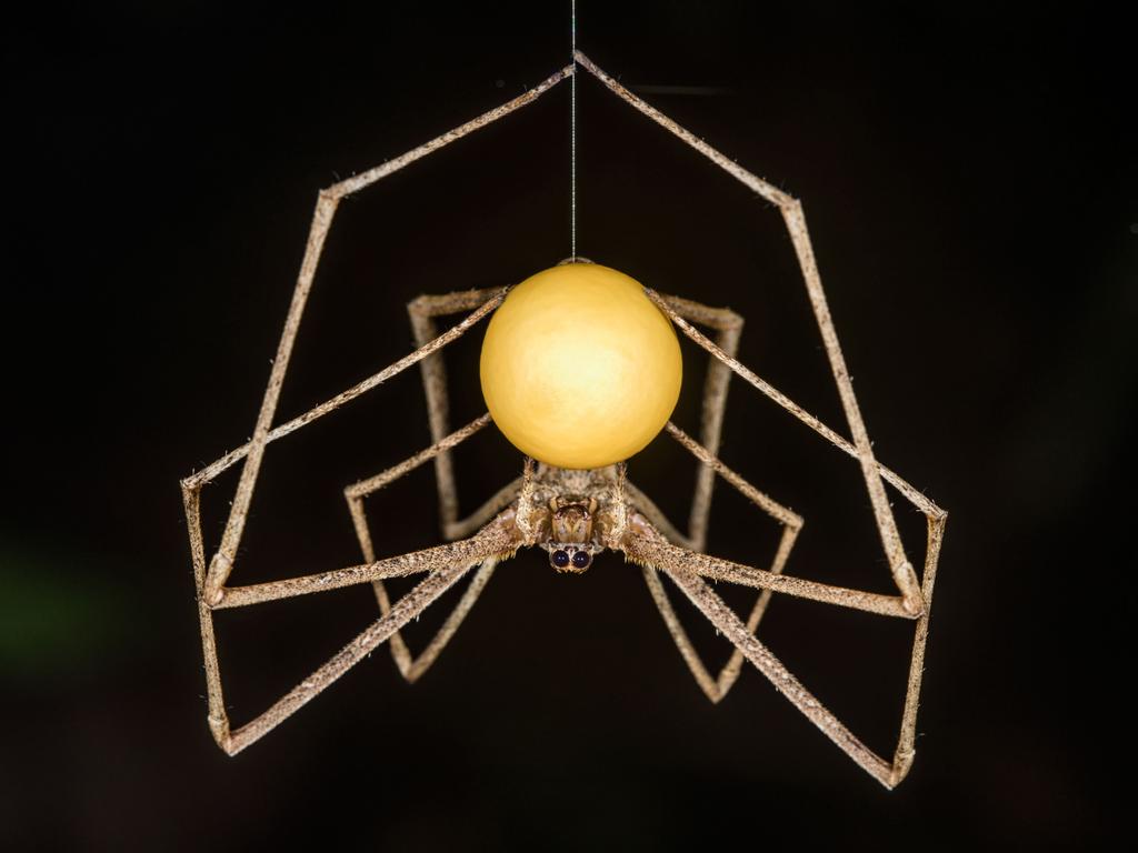 In the heart of Ecuador’s tropical rainforest, a remarkable ogre spider is captured crafting its own egg sac. Picture: Jaime Daniel Fajardo Torres/TNC Photo Contest 2023