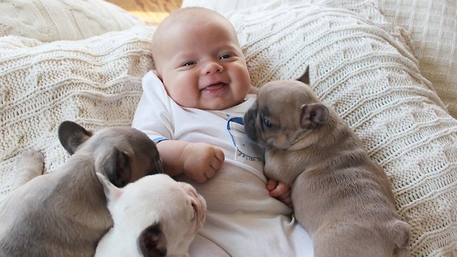 Cute baby best sale french bulldog