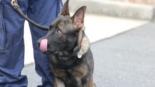 Richmond Police District's police dog, Yogi the Belgian Shepherd.