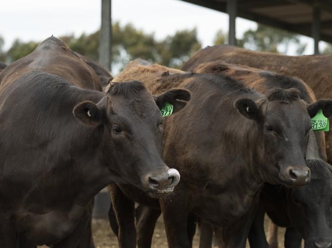 ‘Zero odour’: $15m Darling Downs wagyu feedlot plan approved