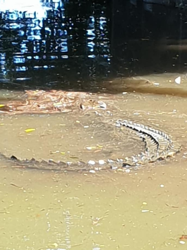 Crocodile Spotted In Flooded Backyard In Hinchinbrook Region Herald Sun