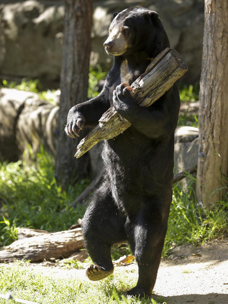 Mary the sun bear at Taronga Zoo. Picture: Justin Lloyd.