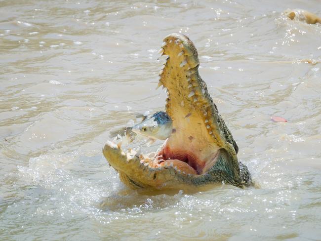 Crocodiles both like living in the water and eating people. Picture: Sue English 