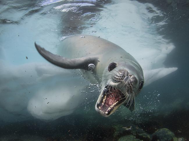 Lumix People’s Choice Award: Curious Encounter by Cristobal Serrano, Spain/Wildlife Photographer of the Year 2018/Natural History Museum. Any close encounter with an animal in the vast wilderness of Antarctica happens by chance, so Cristobal was thrilled by this spontaneous meeting with a crabeater seal off of Cuverville Island, Antarctic Peninsula. These curious creatures are protected and, with few predators, thrive.