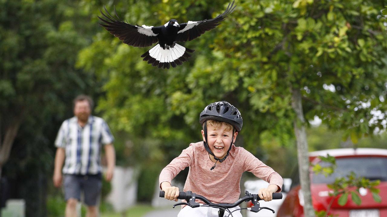 Magpies are the usual swooping suspects. Picture: Tertius Pickard