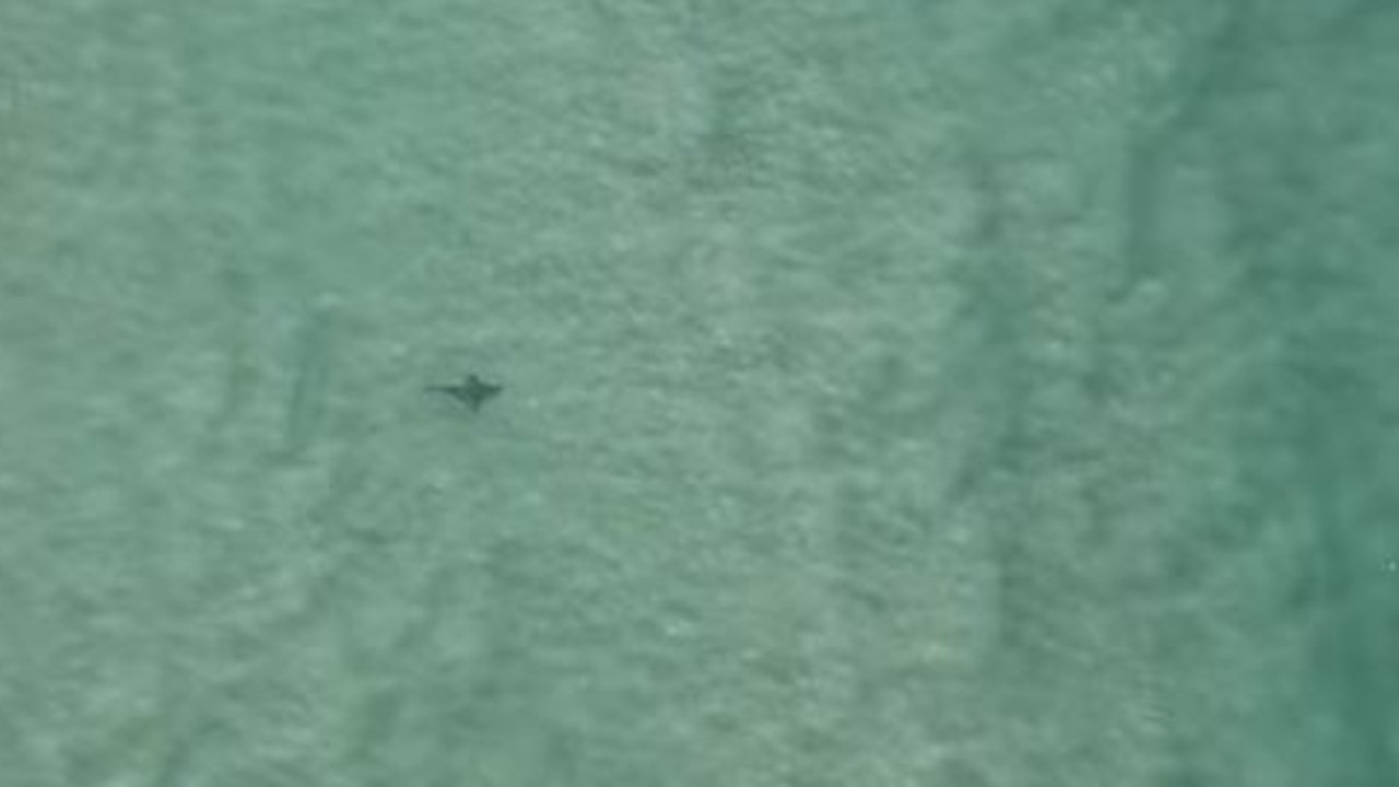 Shark Sighting Burleigh Heads Beach Evacuated After Shark Spotted Near Flags Au 9153