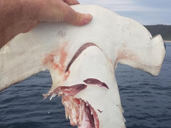 The remains of a hammerhead shark attacked by another shark. Picture: Supplied