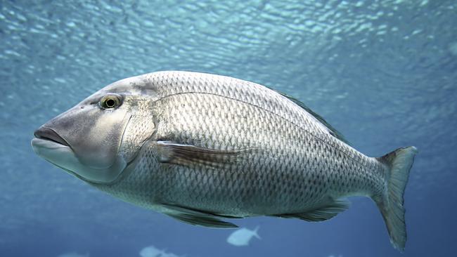 A man has been killed in a freak accident after a fish launched itself at his chest. Picture: iSTOCK