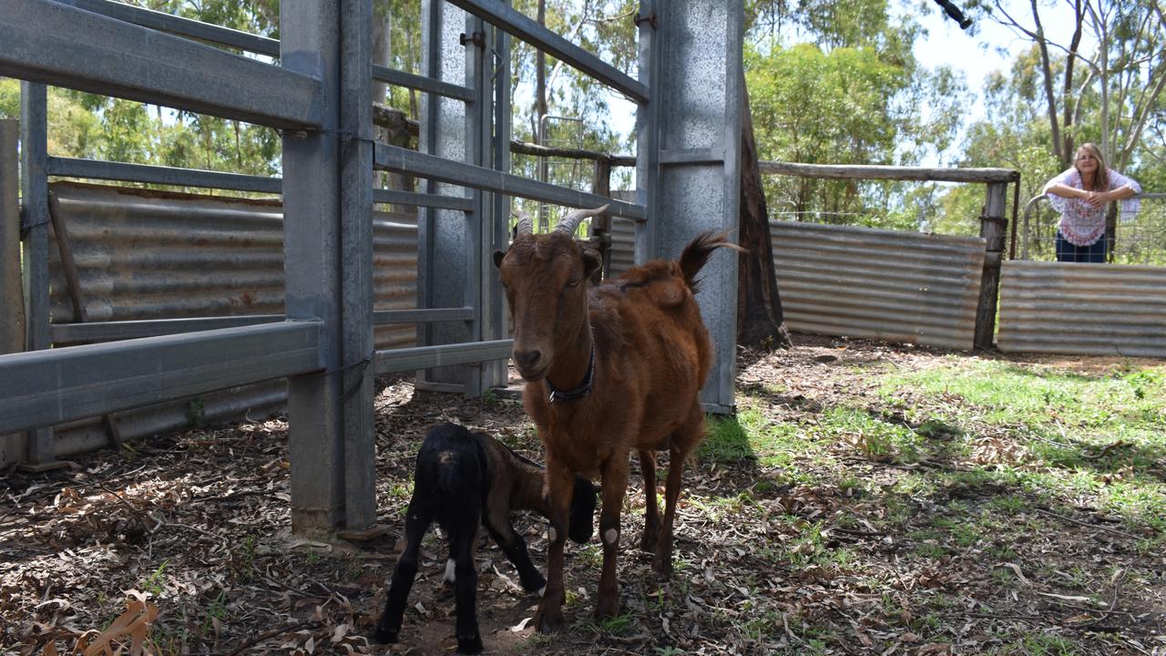 A little newborn goat born only a week ago.