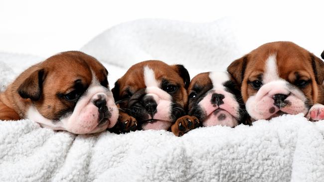 We dare you not to want one. Pic Mark Brake