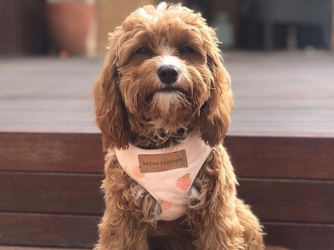 Willow the toy cavoodle’s owner Helen said she was petrified during the attack.