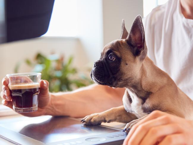 French Bulldog Puppy Sitting With Owner At Desk In Office Whilst He Works On Computercoviddogs