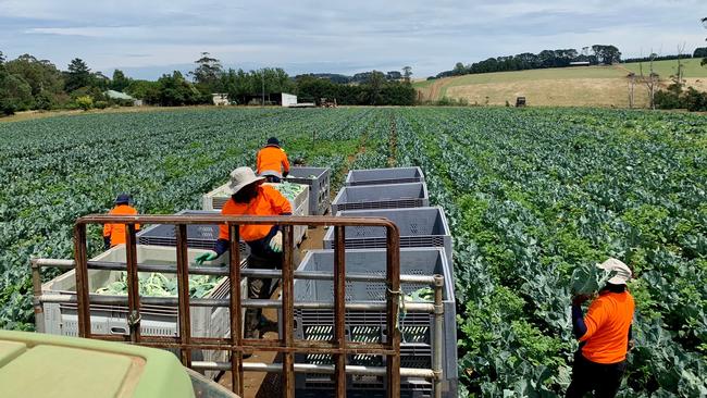 VFF vice president Emma Germano shared this pic on her farm.