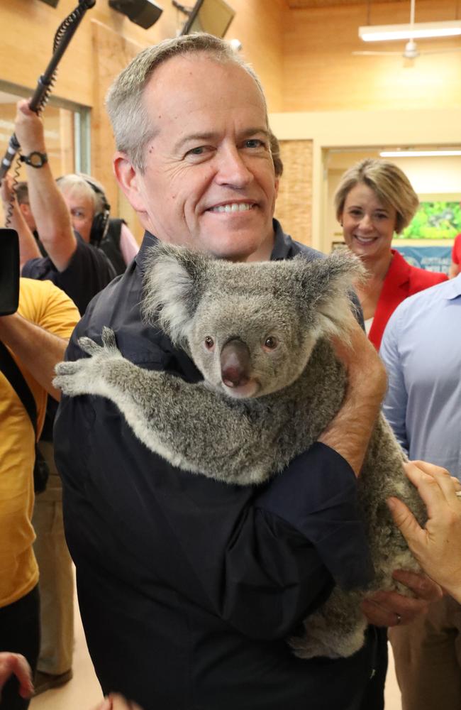 Bill Shorten holding Brandi the six year-old koala while attending Australia Zoo in Beerwah north of Brisbane, where he announced a $200 million spend on environmental protection. Picture: Liam Kidston