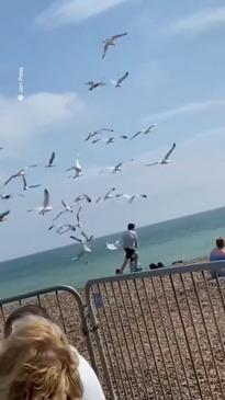 Man swarmed by seagulls in UK