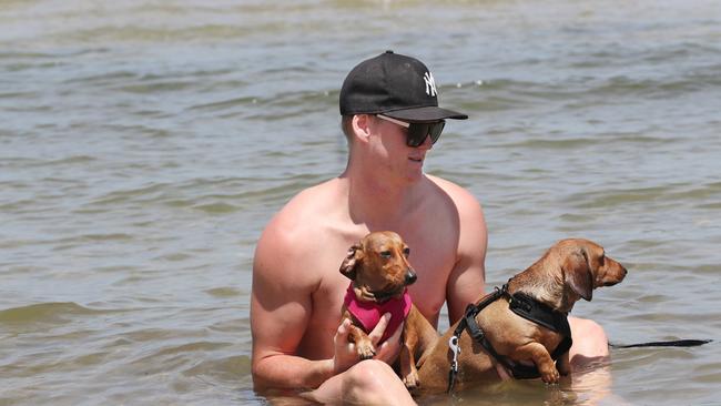 James Darcy takes his dogs for a swim during a hot day at St Kilda beach to escape the heat. Picture: David Crosling