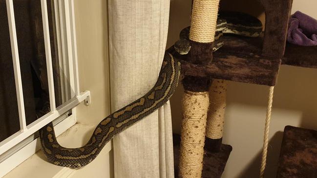 A 2.5m python crawled through a window of a Bald Hills home and onto a cat's scratching post. Picture: Brisbane North Snake Catchers and Relocation