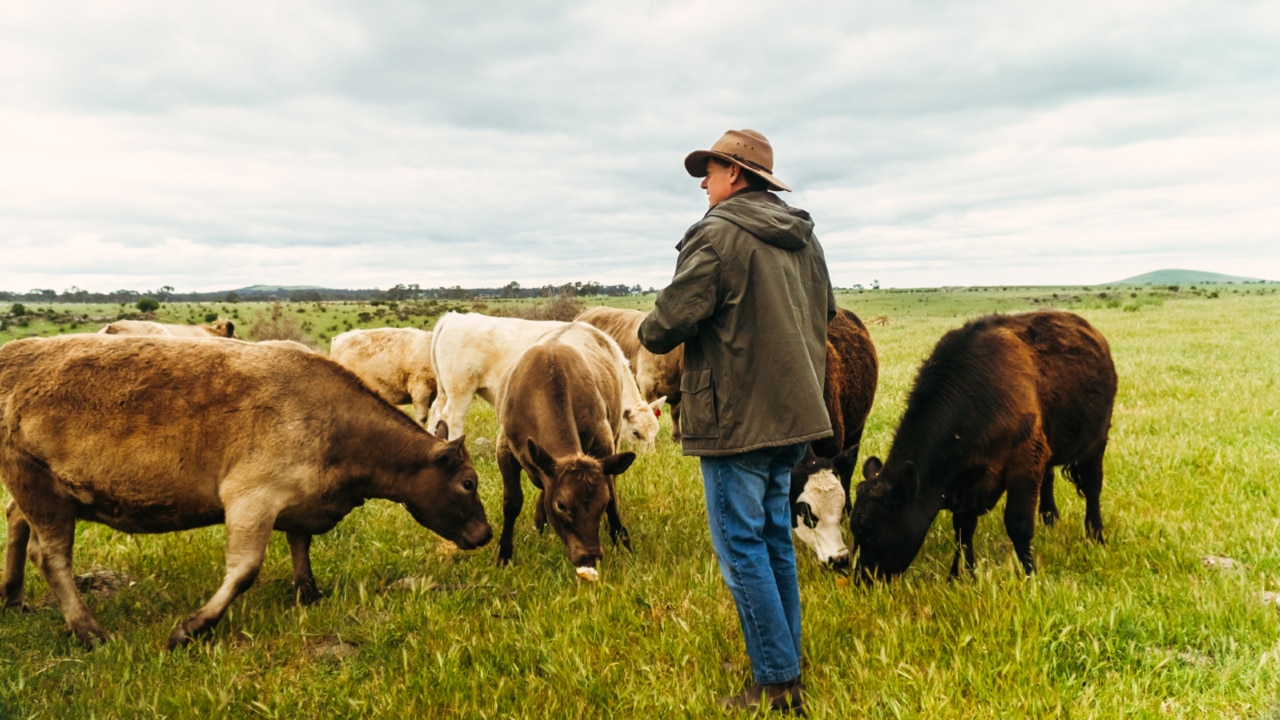 BOM's 'perpetual drought' forecast blasted for 'collapsing' livestock industry