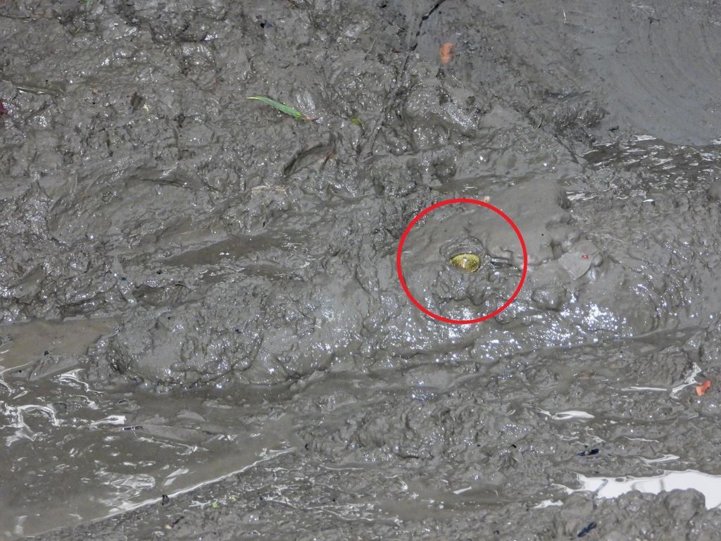 The croc can barely been seen under the mud