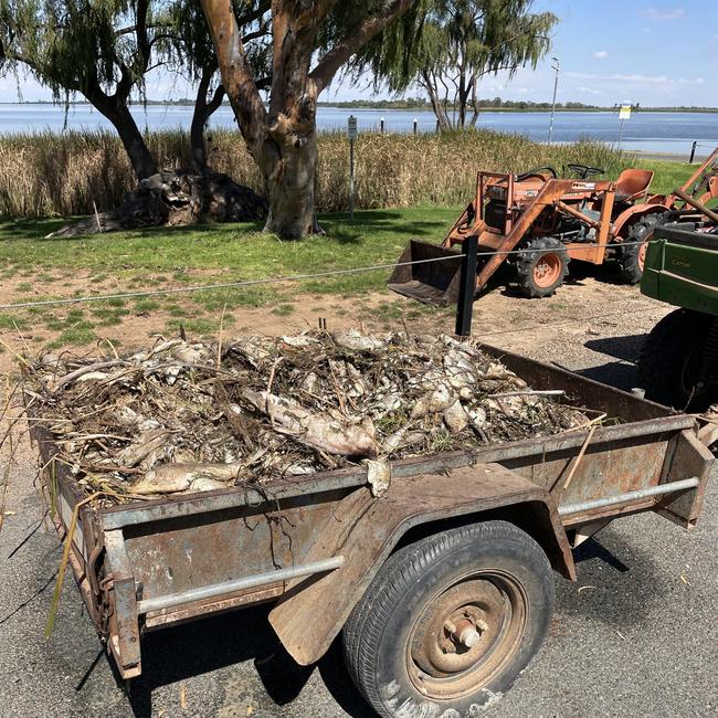 Volunteers collected 16 trailer loads of dead fish.