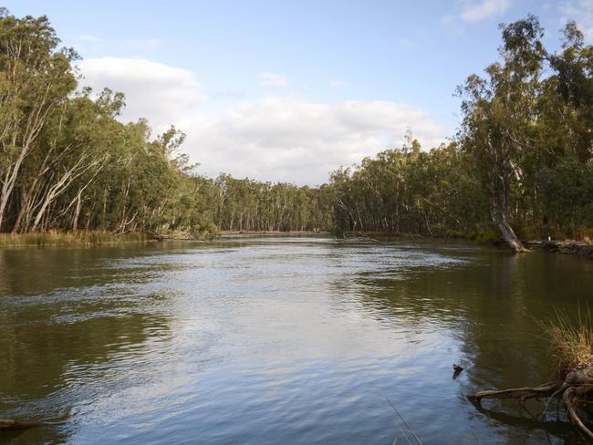 Banks of the Murray River where the water level is already near the top of the bank.Photo: DANNIKA BONSER