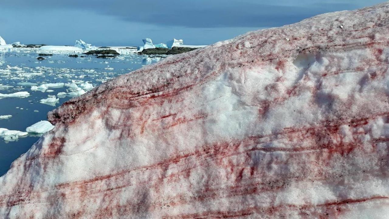 Scientists are concerned the algae will lead to even more ice melt. Picture: Andriy Zotov