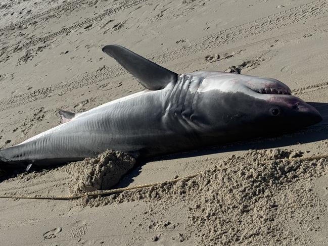A male Great White shark has washed up on to Henley Beach this morning. Picture Casey Treloar/7NEWS