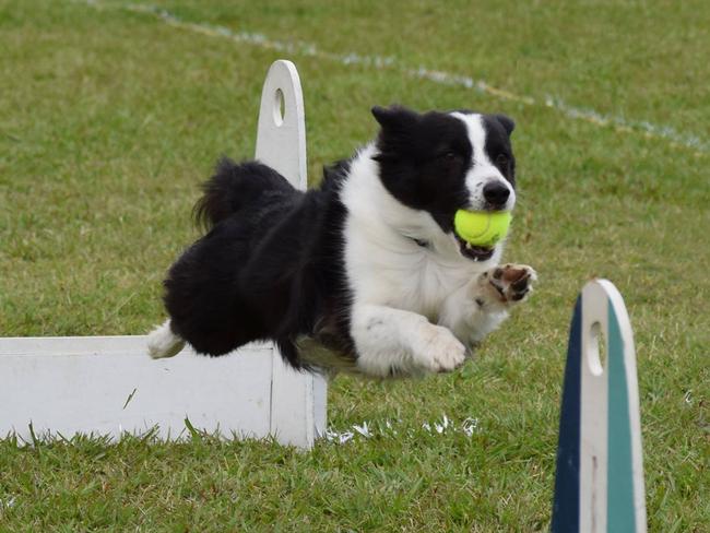 File photo: Kevin and Jenni Crane’s Border Collie Jack Russell cross, Mr Squiggles, playing Flyball in Brisbane. Picture: Supplied