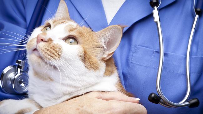 Greencross has the largest vet services operation in Australia, with more than 160 clinics. Picture: iStock