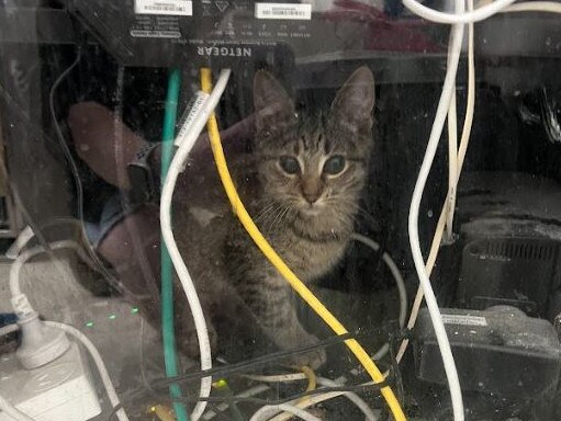 A cat at the Bayswater North clinic is photographed in amongst electrical wires. Picture: Supplied